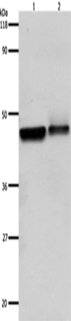 ADRB2 Polyclonal Antibody (E-AB-15462)