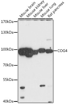 COG4 Polyclonal Antibody (E-AB-91430)