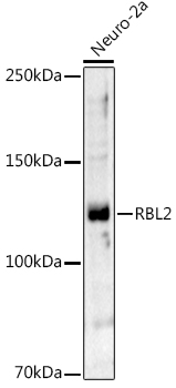 RBL2 Polyclonal Antibody (E-AB-90642)