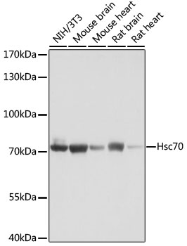 Hsc70 Polyclonal Antibody (E-AB-60686)