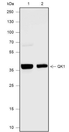Recombinant QKI Monoclonal Antibody (AN301863L)