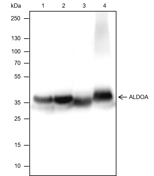 Recombinant ALDOA Monoclonal Antibody (AN301431L)
