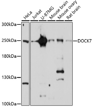 DOCK7 Polyclonal Antibody (E-AB-91741)