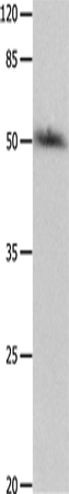 P2RY2 Polyclonal Antibody (E-AB-12607)