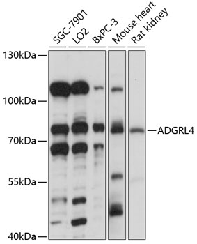 ADGRL4 Polyclonal Antibody (E-AB-90900)