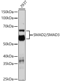 SMAD2/SMAD3 Polyclonal Antibody (E-AB-93241)