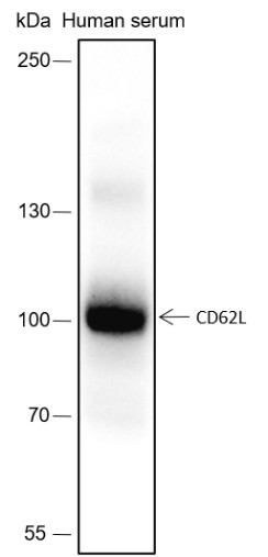 Recombinant CD62L Monoclonal Antibody (AN301484L)