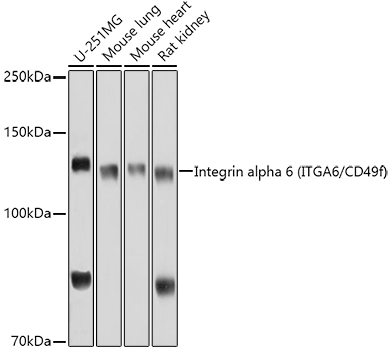 ITGA6 Polyclonal Antibody (E-AB-68362)