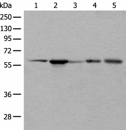 BAIAP2L1 Polyclonal Antibody (E-AB-52462)