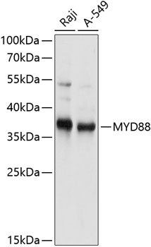 MYD88 Polyclonal Antibody (E-AB-64029)
