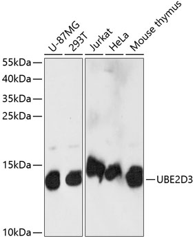 UBE2D3 Polyclonal Antibody (E-AB-65057)