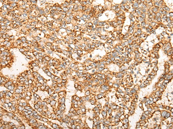 NR0B2 Polyclonal Antibody (E-AB-52169)