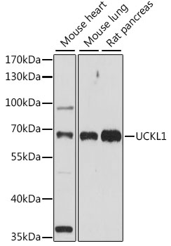 UCKL1 Polyclonal Antibody (E-AB-91314)