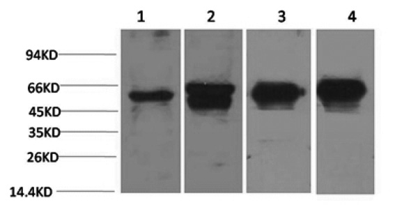 c-Fos Monoclonal Antibody (E-AB-22158)