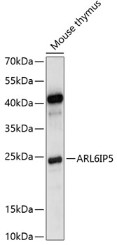 ARL6IP5 Polyclonal Antibody (E-AB-90970)