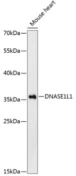 DNASE1L1 Polyclonal Antibody (E-AB-66014)