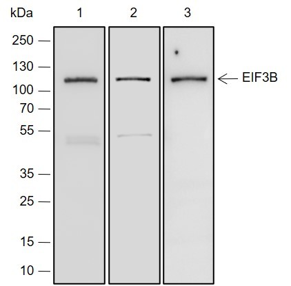 Recombinant eIF3B Monoclonal Antibody (AN301513L)