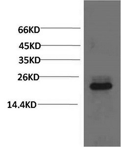 Crystallin-alpha C Monoclonal Antibody (E-AB-22177)