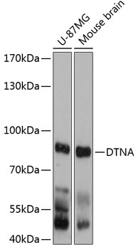 DTNA Polyclonal Antibody (E-AB-90336)