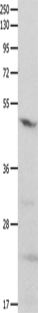 GNAS Polyclonal Antibody (E-AB-14088)