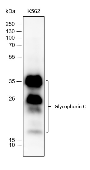 Recombinant Glycophorin C Monoclonal Antibody (AN301533L)