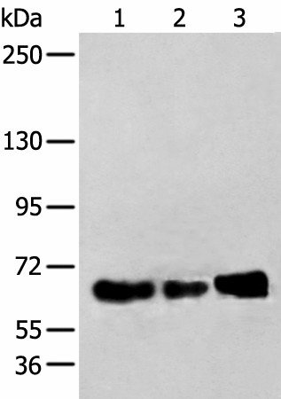 ZBTB5 Polyclonal Antibody (E-AB-52367)