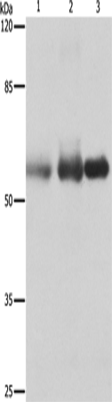 NECTIN1 Polyclonal Antibody (E-AB-15611)