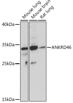 ANKRD46 Polyclonal Antibody (E-AB-92088)
