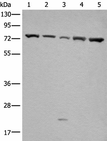 GARS Polyclonal Antibody (E-AB-18612)