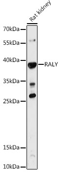 RALY Polyclonal Antibody (E-AB-90308)