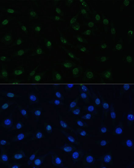 PELP1 Polyclonal Antibody (E-AB-60868)