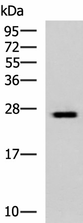 GINS3 Polyclonal Antibody (E-AB-53092)