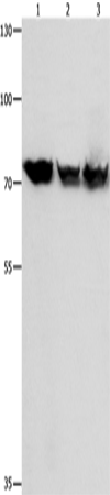 HSP75 Polyclonal Antibody (E-AB-14142)