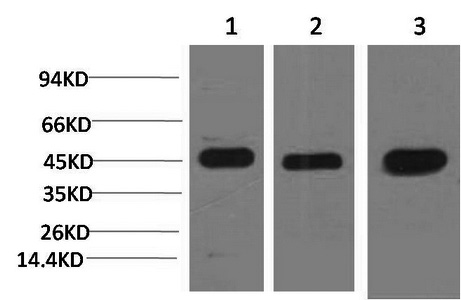 MAP2K2 Monoclonal Antibody (E-AB-22162)