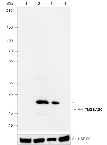 Recombinant TMS1/ASC Monoclonal Antibody (AN301903L)
