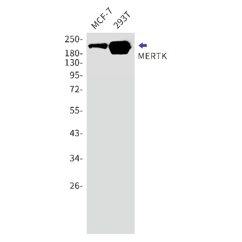 Recombinant MERTK Monoclonal Antibody (E-AB-81582)
