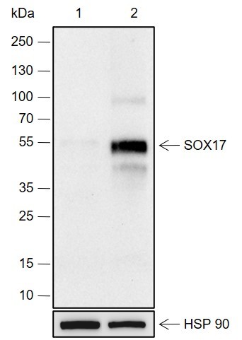 Recombinant SOX17 Monoclonal Antibody (AN301960L)