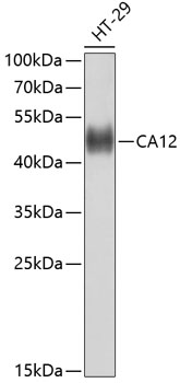 CA12 Polyclonal Antibody (E-AB-65742)