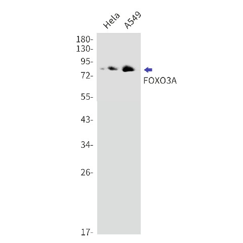 Recombinant FOXO3 Monoclonal Antibody (E-AB-81557)