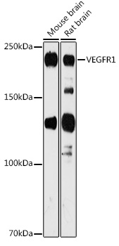 VEGFR1 Polyclonal Antibody (E-AB-93035)