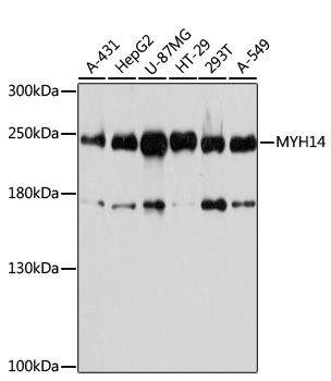 MYH14 Polyclonal Antibody (E-AB-92547)