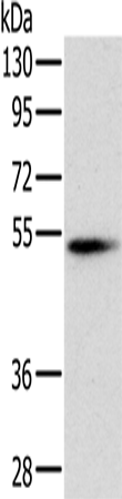 PNLIP Polyclonal Antibody (E-AB-15283)