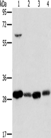 MRPL28 Polyclonal Antibody (E-AB-11405)