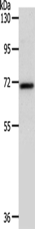 SOX-13 Polyclonal Antibody (E-AB-12877)