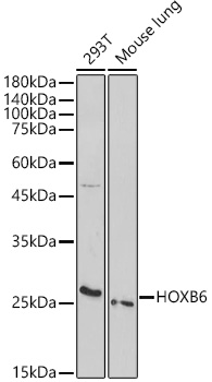 HOXB6 Polyclonal Antibody (E-AB-92242)