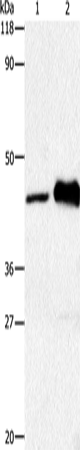 HTR1A Polyclonal Antibody (E-AB-15447)