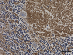 Purified anti-SNAP-25 Antibody (836303)