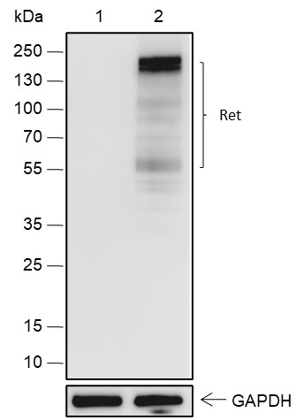 Recombinant Ret Monoclonal Antibody (AN301836L)