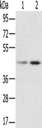hnRNP G Polyclonal Antibody (E-AB-11295)