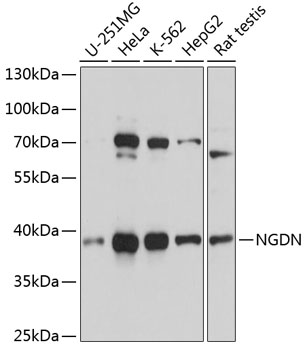 NGDN Polyclonal Antibody (E-AB-90871)